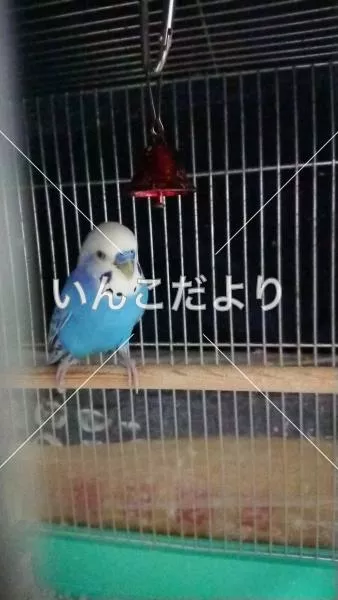 コメントの画像