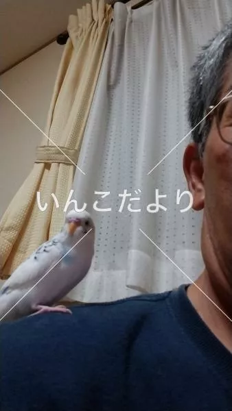 コメントの画像