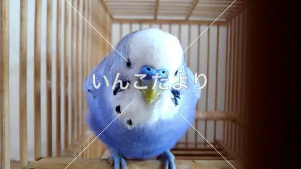 コメントの画像