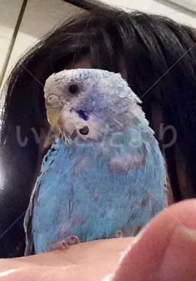 コメントの画像