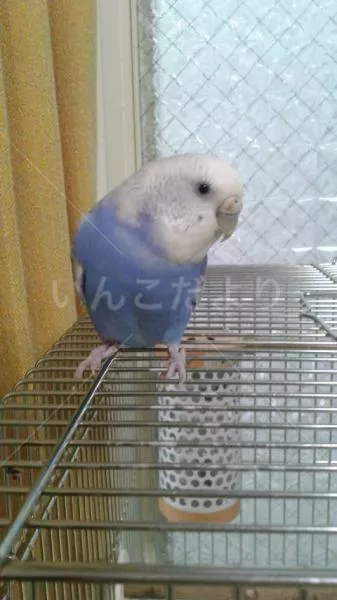 コメントの画像