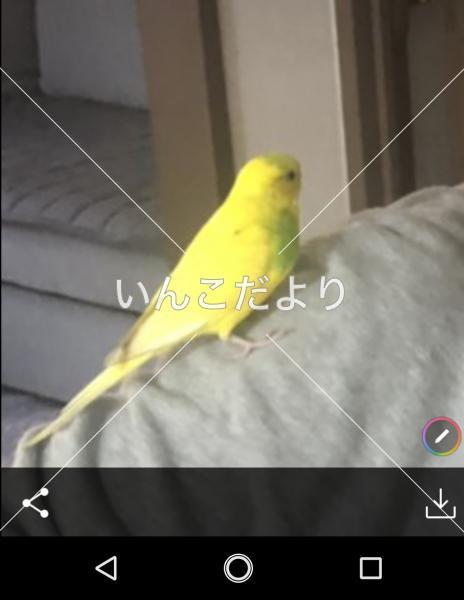 コメントの画像