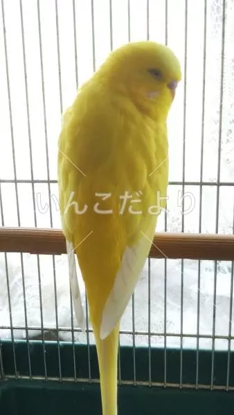 コメントの画像