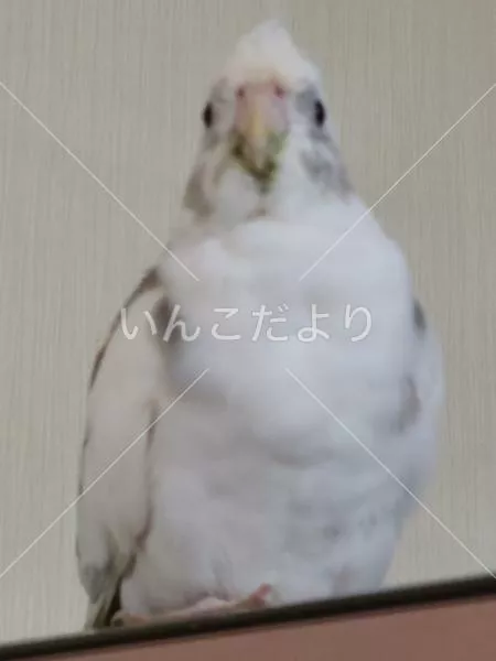 コメントの画像