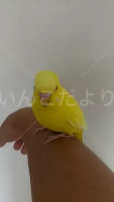 コメントの画像