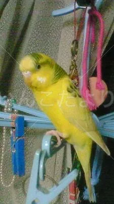 コメントの画像