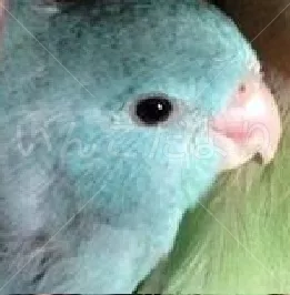 コメントの画像