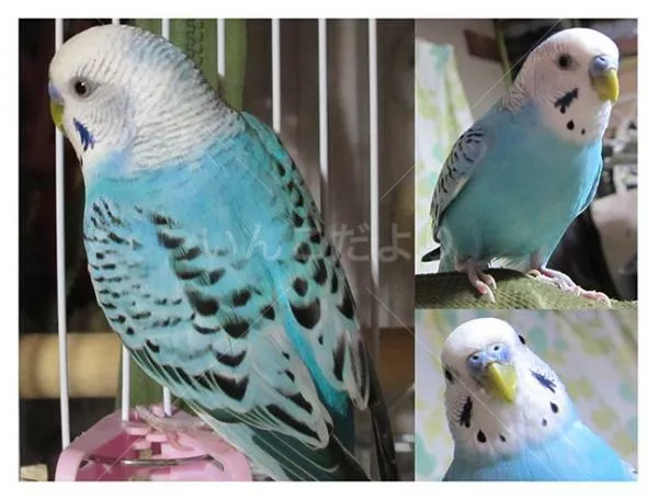 コメントの画像