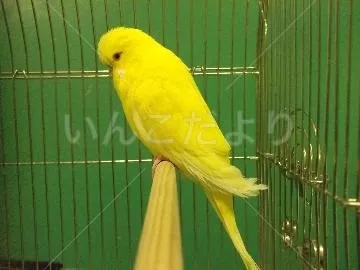 コメントの画像