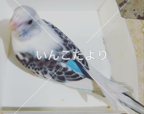 コメントの画像