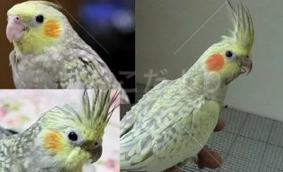 コメントの画像