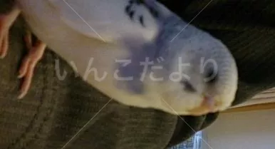 コメントの画像