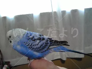 コメントの画像