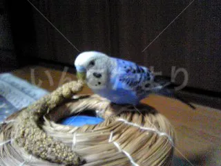 コメントの画像