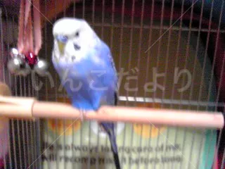 コメントの画像