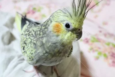 コメントの画像