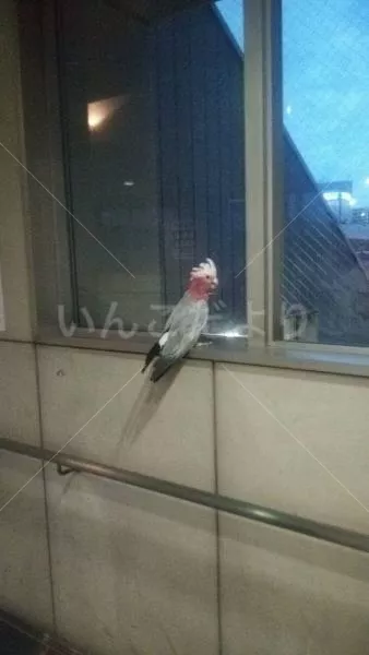 コメントの画像