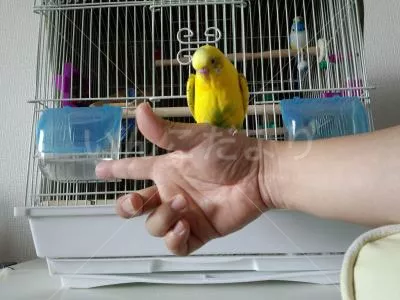 コメントの画像