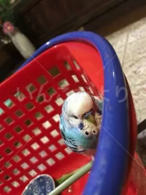 コメントの画像