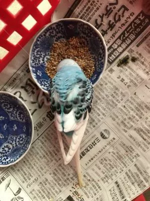 コメントの画像