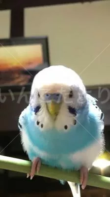 コメントの画像