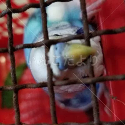 コメントの画像