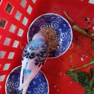 コメントの画像