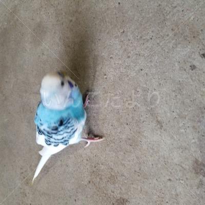 コメントの画像