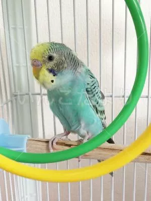 コメントの画像