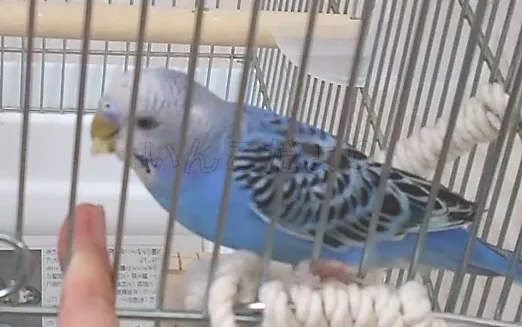 コメントの画像