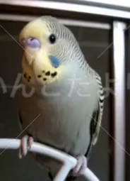 コメントの画像