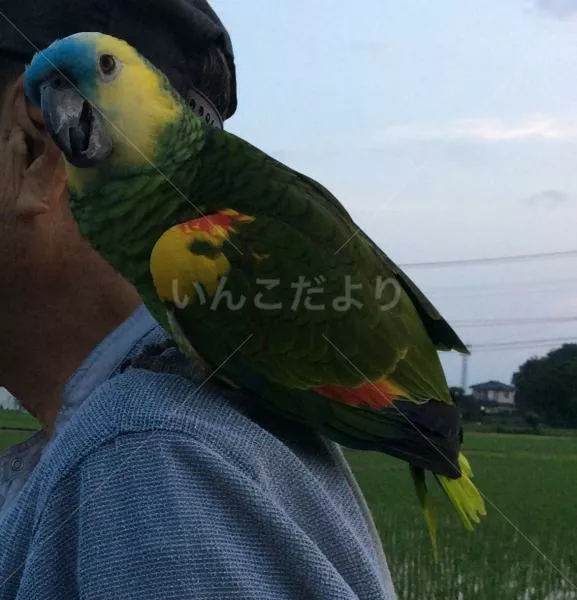 コメントの画像