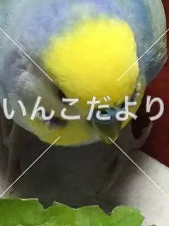 コメントの画像