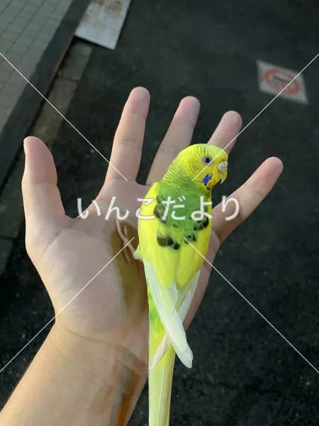 コメントの画像