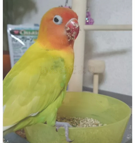 コメントの画像