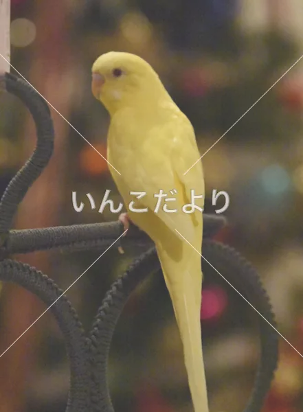 コメントの画像