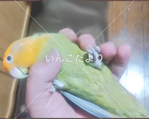 コメントの画像