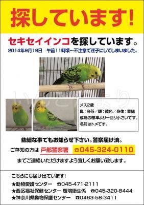 コメントの画像