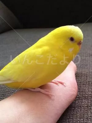 コメントの画像