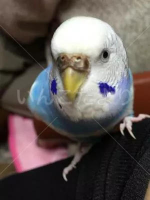 コメントの画像