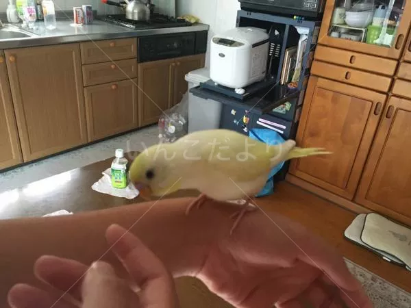 コメントの画像