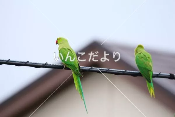 コメントの画像