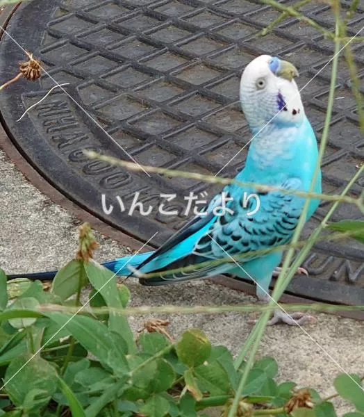 コメントの画像