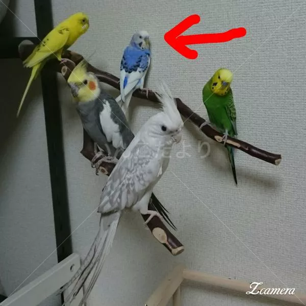 コメントの画像