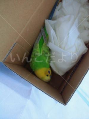 保護鳥の写真