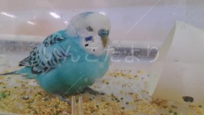 保護鳥の写真