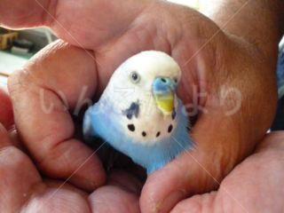 保護鳥の写真