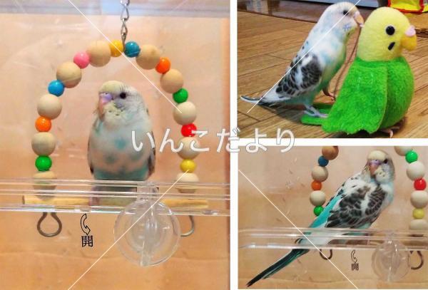 迷い鳥の写真