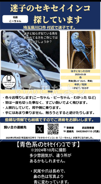 迷い鳥の写真