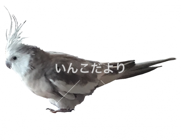 迷い鳥の写真